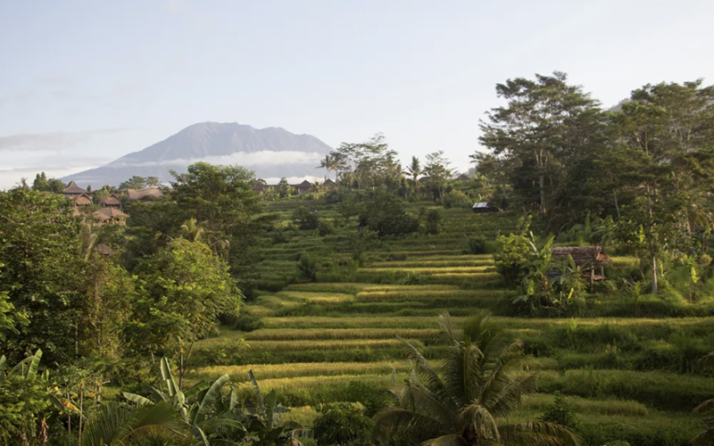 Traumreise Bali Reisterrassen in der Nähe von Ubud