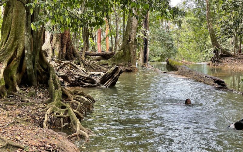Traumreise nach Mexiko in den Dschungel im Chiapas